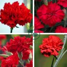 Scarlet Red Carnation Flowers 100 Seeds