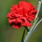 Scarlet Red Carnation Flowers 100 Seeds
