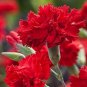 Scarlet Red Carnation Flowers 100 Seeds
