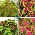 Premium Sun Coleus Herbs 40 Seeds