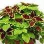 Premium Sun Coleus Herbs 40 Seeds