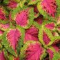 Premium Sun Coleus Herbs 40 Seeds