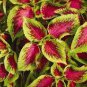 Premium Sun Coleus Herbs 40 Seeds