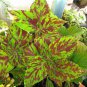 Premium Sun Coleus Herbs 40 Seeds