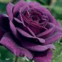 Purple Red Rose Flower Rarest Rose 100 Seeds