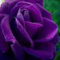 Purple Red Rose Flower Rarest Rose 100 Seeds