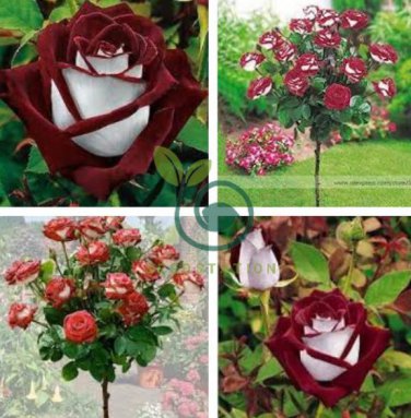 New Hybrid Variety White Red Rose Tree Flower 100 Seeds