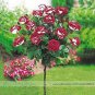 New Hybrid Variety White Red Rose Tree Flower 100 Seeds