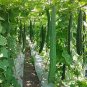 Long Loofah Organic 30 Seeds