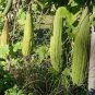 Long Loofah Organic 30 Seeds
