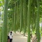 Long Loofah Organic 30 Seeds