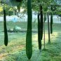 Long Loofah Organic 30 Seeds