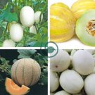 Sweet Melon White Hybrid Fruit 20 Seeds