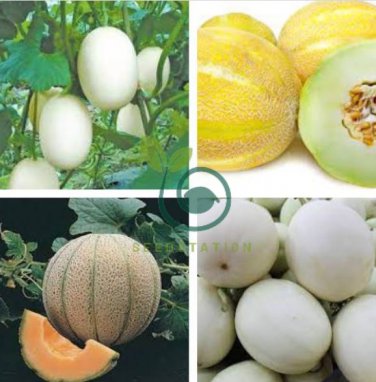 Sweet Melon White Hybrid Fruit 20 Seeds