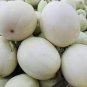 Sweet Melon White Hybrid Fruit 20 Seeds