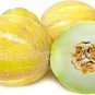 Sweet Melon White Hybrid Fruit 20 Seeds