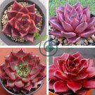 Taurus Echeveria Agavoides Romeo 10 Seeds