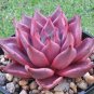 Taurus Echeveria Agavoides Romeo 10 Seeds