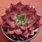 Taurus Echeveria Agavoides Romeo 10 Seeds