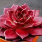 Taurus Echeveria Agavoides Romeo 10 Seeds