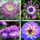 True Rare Purple 'Hot Wheel' Chrysanthemum Flower 100 Seeds