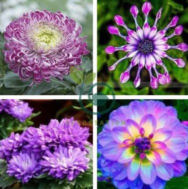 True Rare Purple 'Hot Wheel' Chrysanthemum Flower 100 Seeds