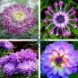 True Rare Purple 'Hot Wheel' Chrysanthemum Flower 100 Seeds