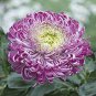 True Rare Purple 'Hot Wheel' Chrysanthemum Flower 100 Seeds