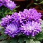 True Rare Purple 'Hot Wheel' Chrysanthemum Flower 100 Seeds
