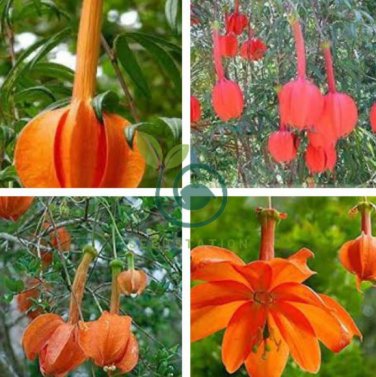 Passiflora Parritae Huge Tubular Blooming Orange-red Flower 30 Seeds