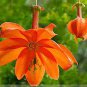 Passiflora Parritae Huge Tubular Blooming Orange-red Flower 30 Seeds