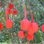 Passiflora Parritae Huge Tubular Blooming Orange-red Flower 30 Seeds