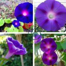 Dark Blue Pink Heart Morning Glory Ipomoea Nil Climbing Flower 100 Seeds