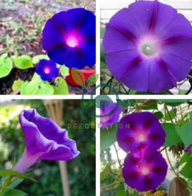 Dark Blue Pink Heart Morning Glory Ipomoea Nil Climbing Flower 100 Seeds