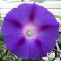 Dark Blue Pink Heart Morning Glory Ipomoea Nil Climbing Flower 100 Seeds