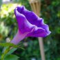 Dark Blue Pink Heart Morning Glory Ipomoea Nil Climbing Flower 100 Seeds