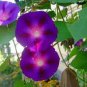 Dark Blue Pink Heart Morning Glory Ipomoea Nil Climbing Flower 100 Seeds
