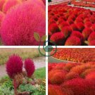 Red Kochia Scoparia Rare Exotic Grass Hardy Plants 2000 Seeds