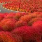 Red Kochia Scoparia Rare Exotic Grass Hardy Plants 2000 Seeds