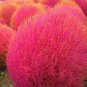 Red Kochia Scoparia Rare Exotic Grass Hardy Plants 2000 Seeds