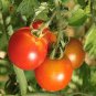 'Fire Red' Round Cherry Tomato Organic 600 Seeds