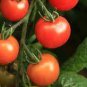 'Fire Red' Round Cherry Tomato Organic 600 Seeds