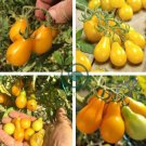 Organic Yellow Pear Cherry Tomato Fruit 200 Seeds
