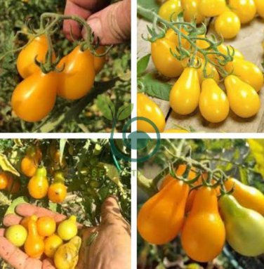 Organic Yellow Pear Cherry Tomato Fruit 200 Seeds
