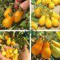 Organic Yellow Pear Cherry Tomato Fruit 200 Seeds