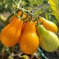 Organic Yellow Pear Cherry Tomato Fruit 200 Seeds