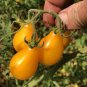 Organic Yellow Pear Cherry Tomato Fruit 200 Seeds