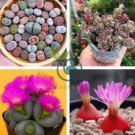 Pink Lithops 200 Seeds