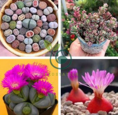 Pink Lithops 200 Seeds