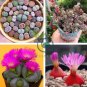 Pink Lithops 200 Seeds